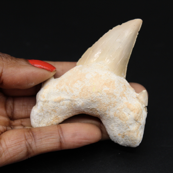 Fossiele tand uit Marokko, haai