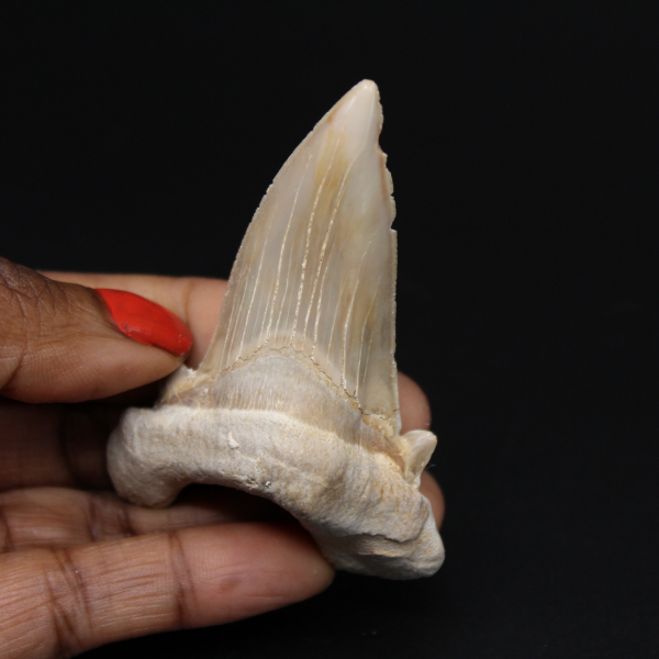 Fossiele tand van haai Otodus obliquus