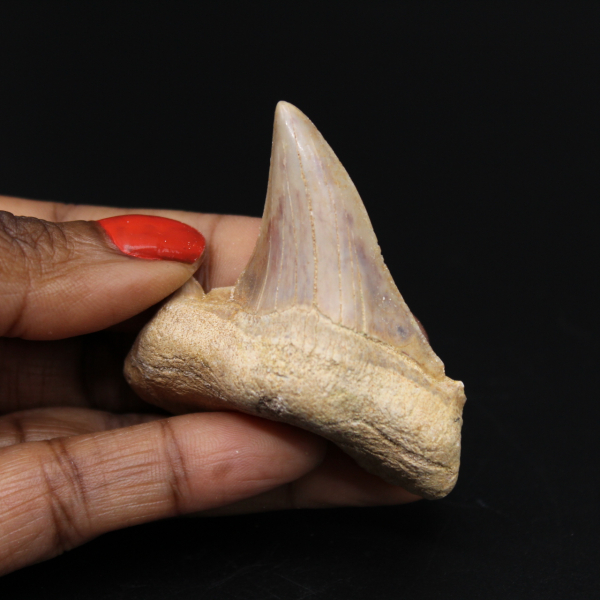 Fossiele tand uit Marokko, haai