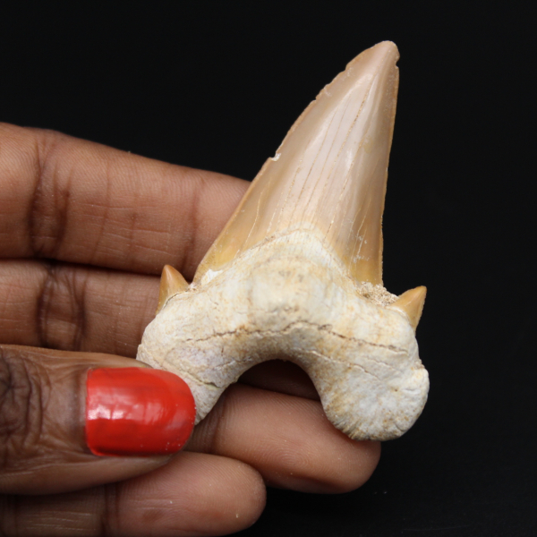 Haai fossiele tand specimen