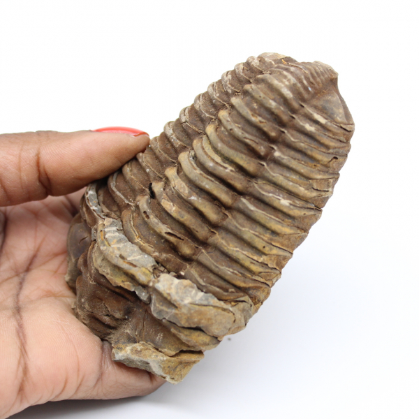 Fossiele trilobiet