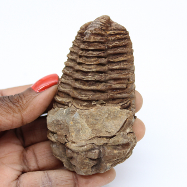 Fossiel van Marokko trilobiet