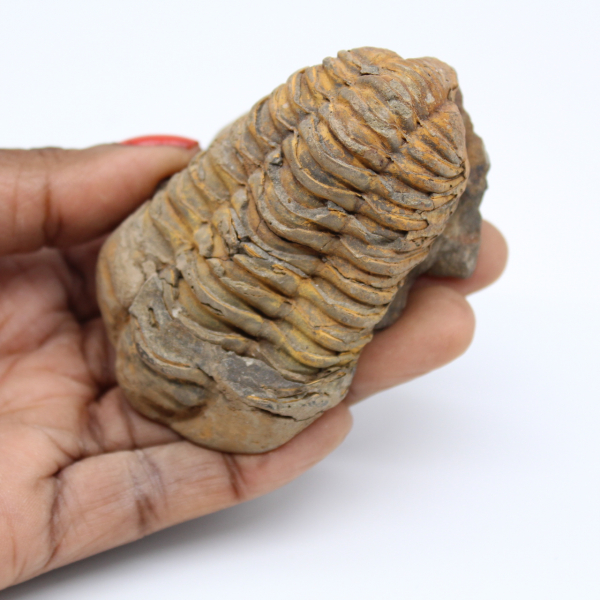 Gefossiliseerde trilobiet uit Marokko