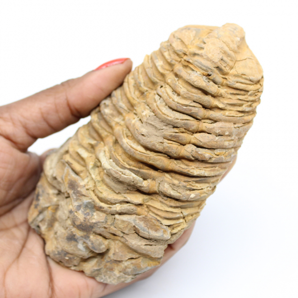 Fossiele trilobiet