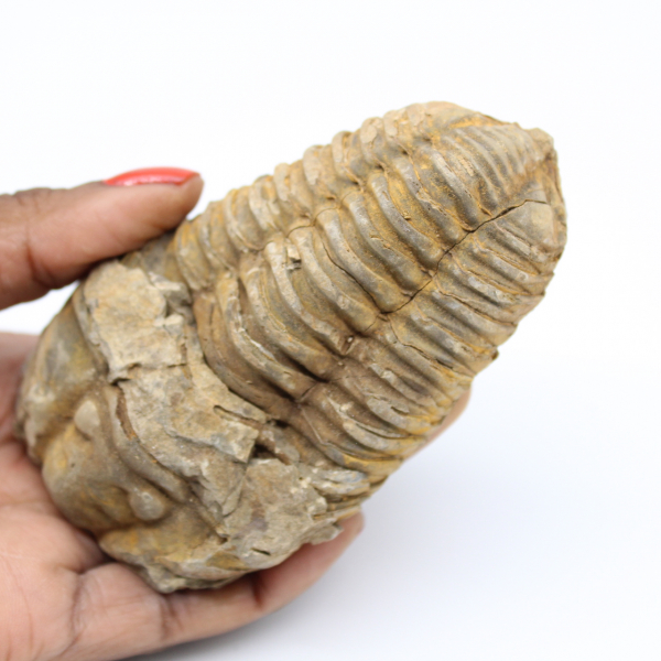 Fossiel van Marokko trilobiet