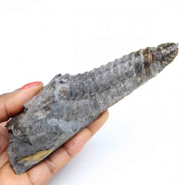 Bretagne trilobiet fossiel