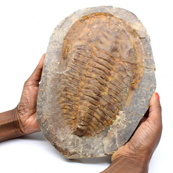 Groot trilobiet fossiel uit Marokko
