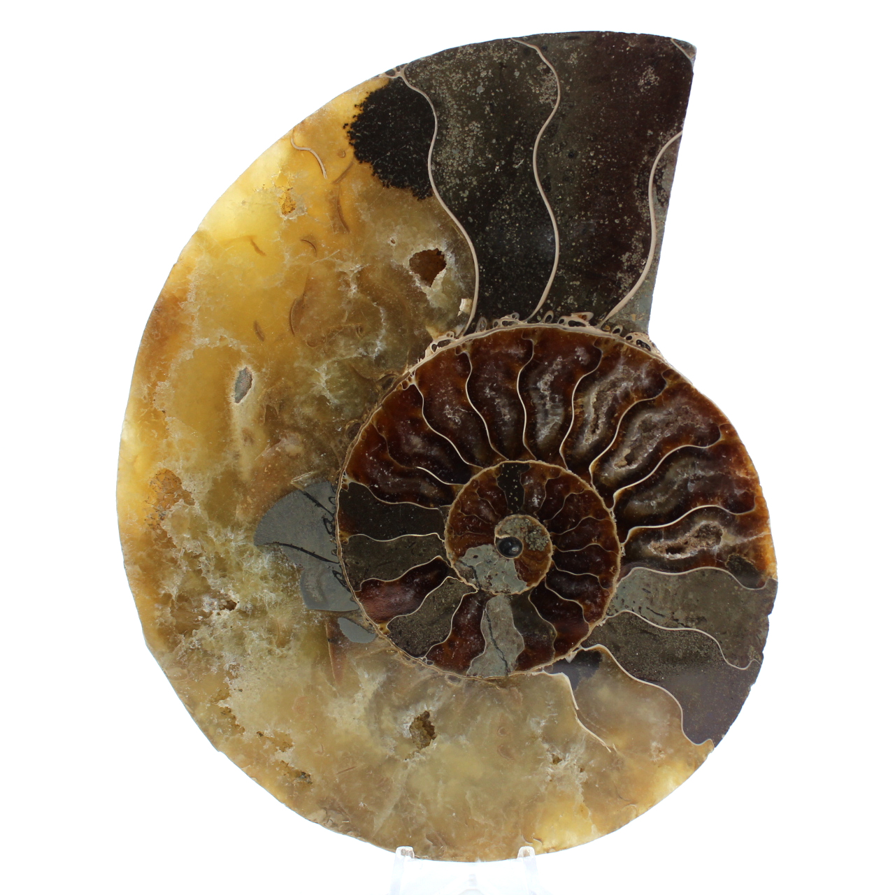 Gefossiliseerde ammoniet
