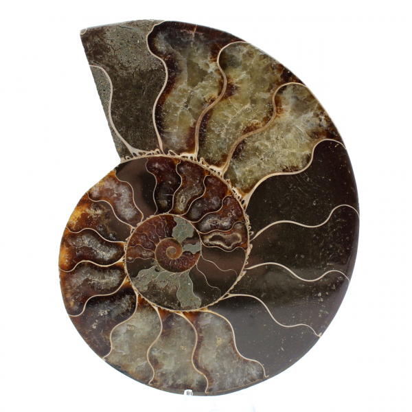 Fossiele ammoniet uit madagaskar