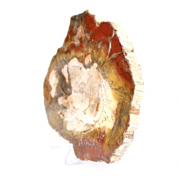 Schijfje gefossiliseerd hout uit Madagaskar