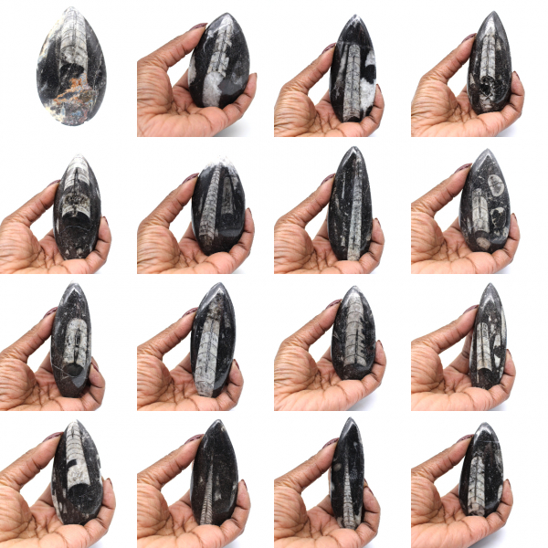 Fossiel van Orthoceras uit Marokko