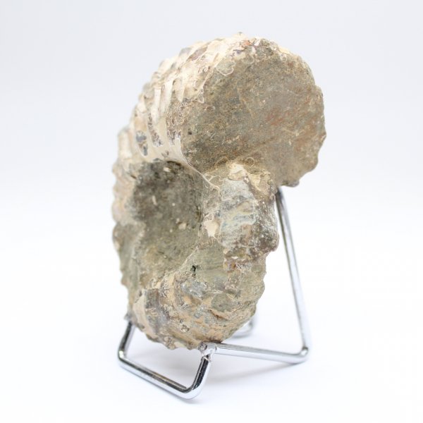Ammoniet Douvilleiceras inaequinodum