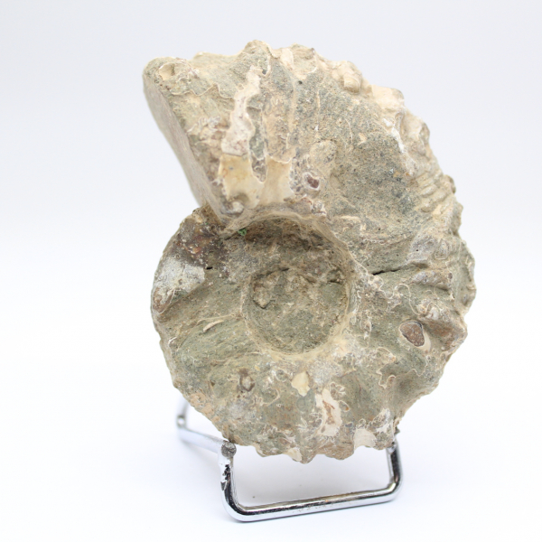 Ammoniet Douvilleiceras inaequinodum