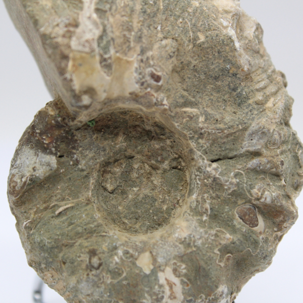 Ammoniet Douvilleiceras inaequinodum