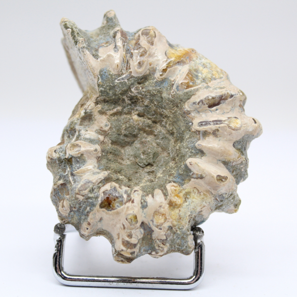 Ammoniet Douvilleiceras inaequinodum