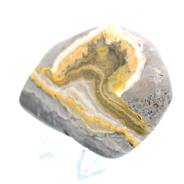 Bumblebee Jasper