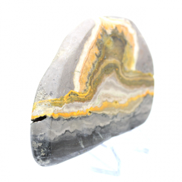 Bumblebee Jasper