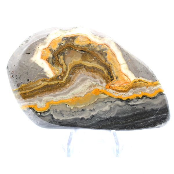 Bumblebee Jasper