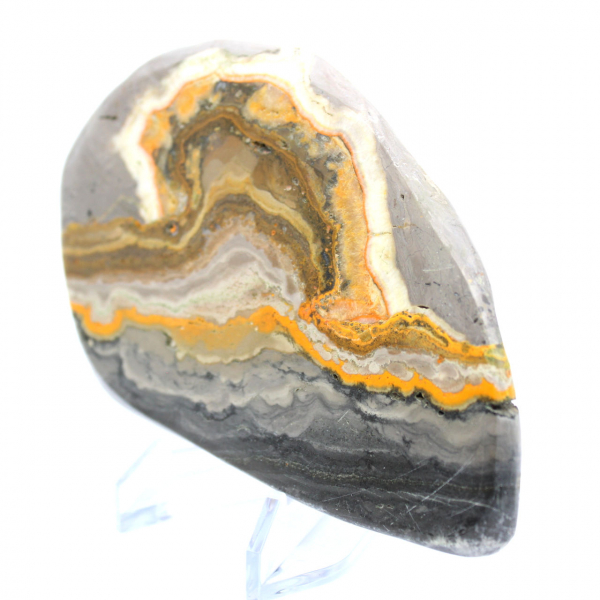 Bumblebee Jasper