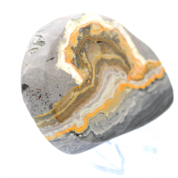 Bumblebee Jasper