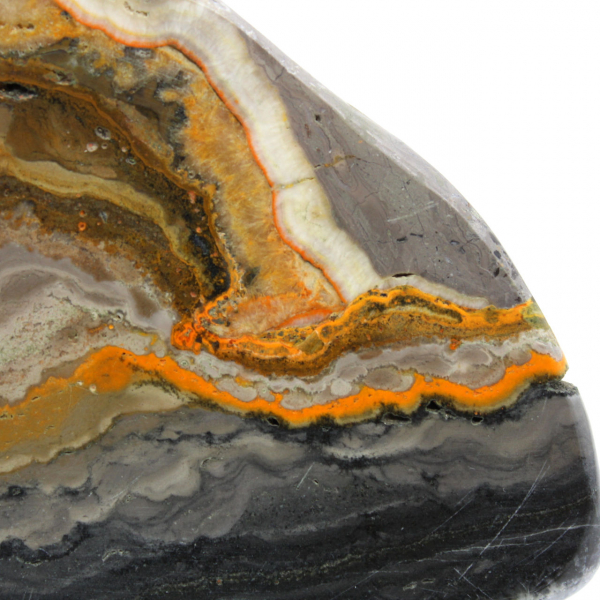 Bumblebee Jasper
