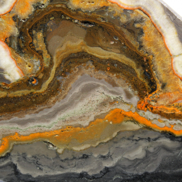 Bumblebee Jasper