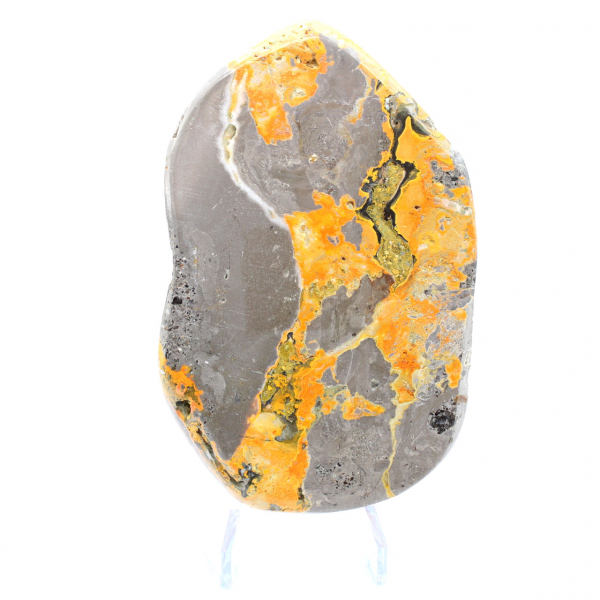 Bumblebee Jasper