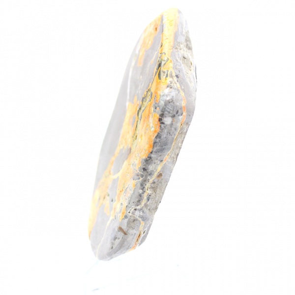 Bumblebee Jasper