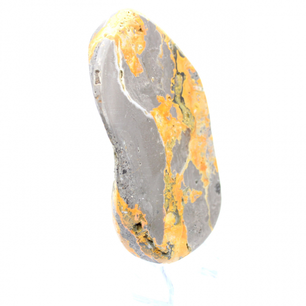 Bumblebee Jasper