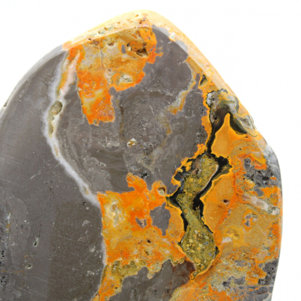 Bumblebee Jasper