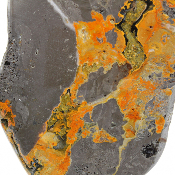 Bumblebee Jasper