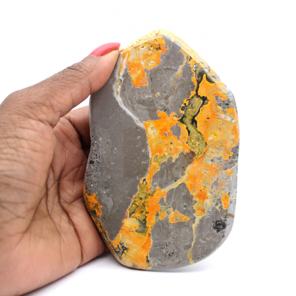 Bumblebee Jasper
