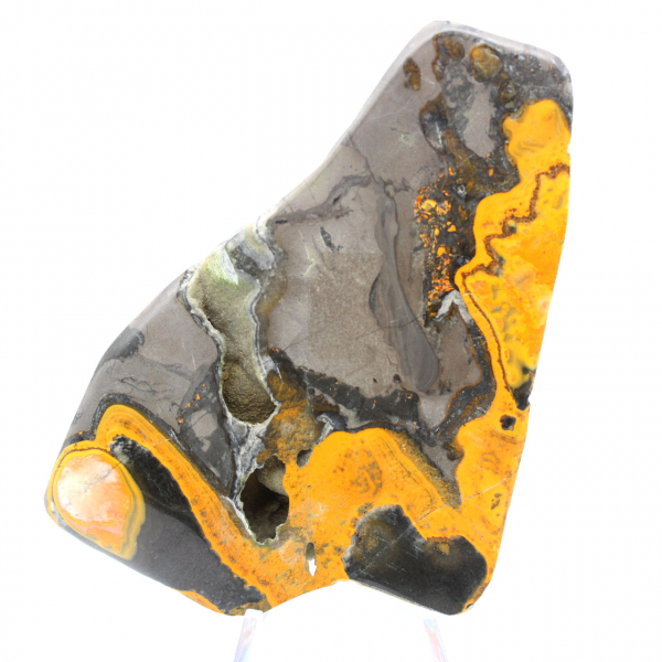 Bumblebee Jasper