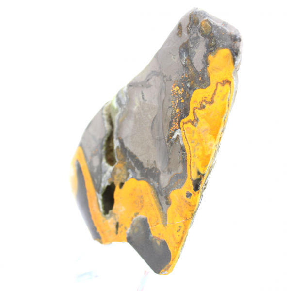 Bumblebee Jasper
