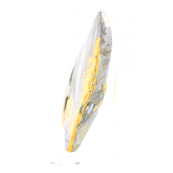 Bumblebee Jasper