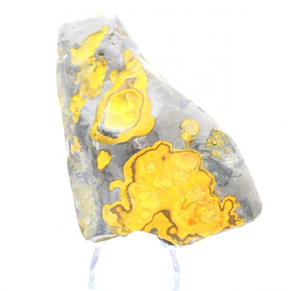 Bumblebee Jasper