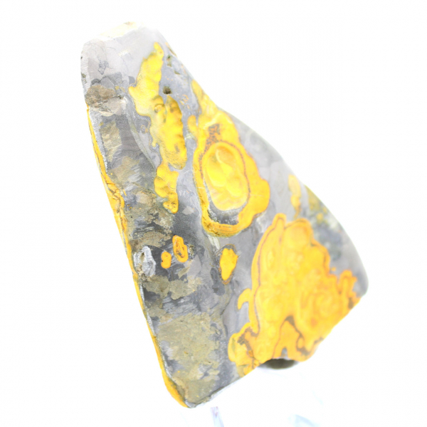 Bumblebee Jasper