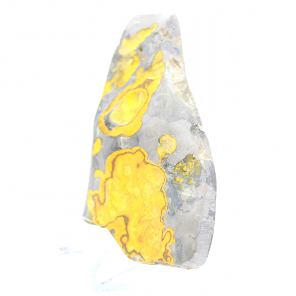Bumblebee Jasper