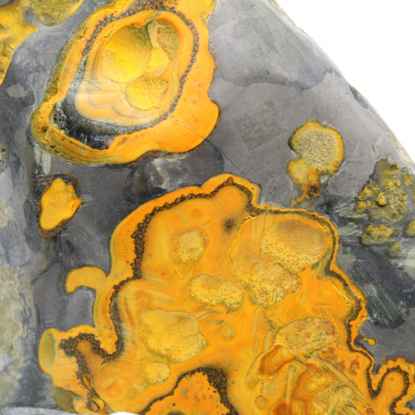 Bumblebee Jasper