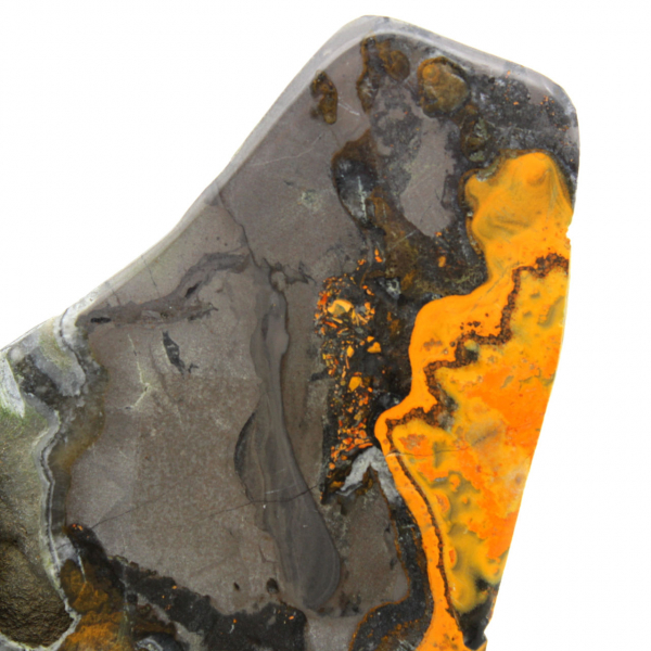 Bumblebee Jasper