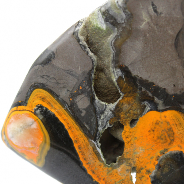 Bumblebee Jasper
