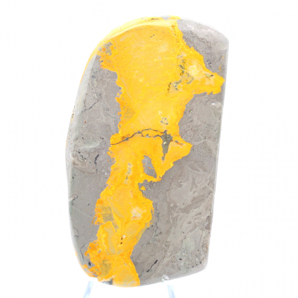 Bumblebee Jasper