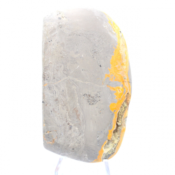 Bumblebee Jasper
