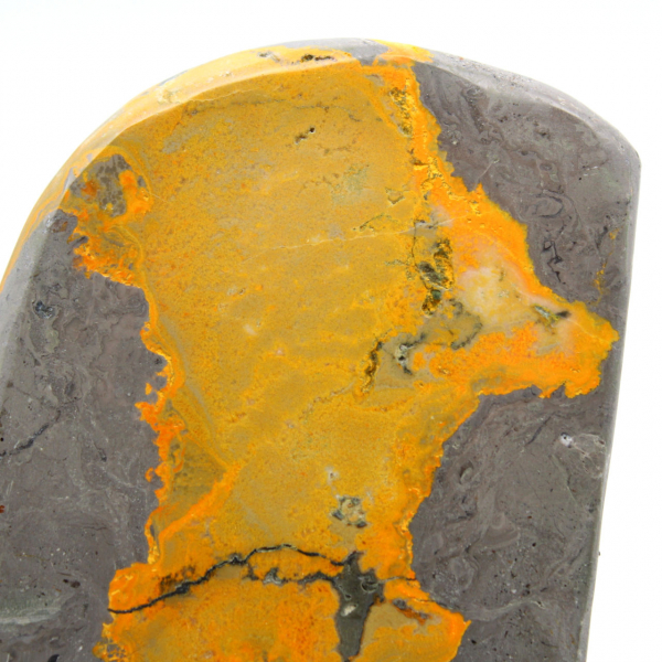 Bumblebee Jasper