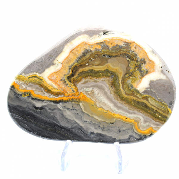 Bumblebee Jasper