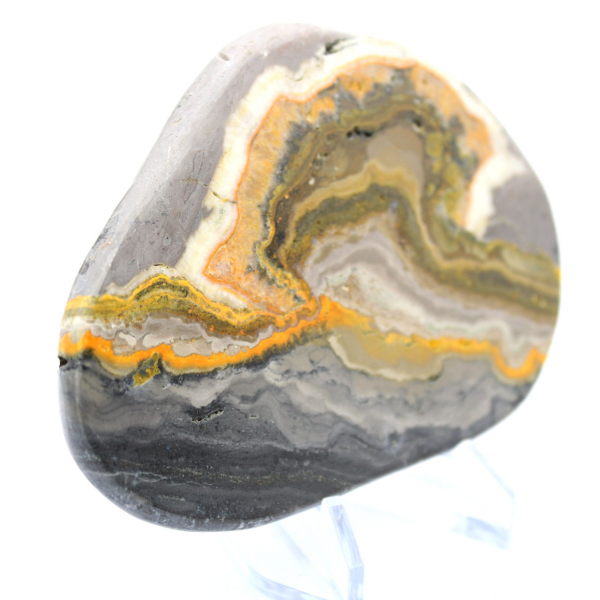 Bumblebee Jasper