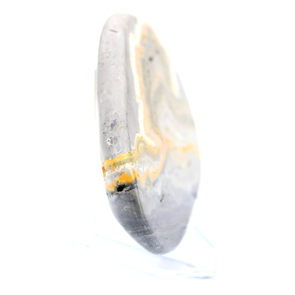 Bumblebee Jasper