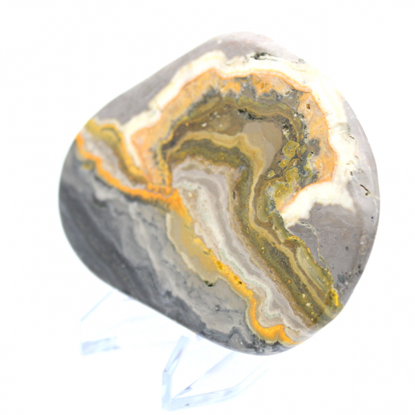 Bumblebee Jasper