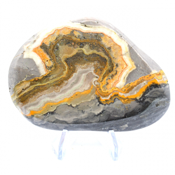 Bumblebee Jasper