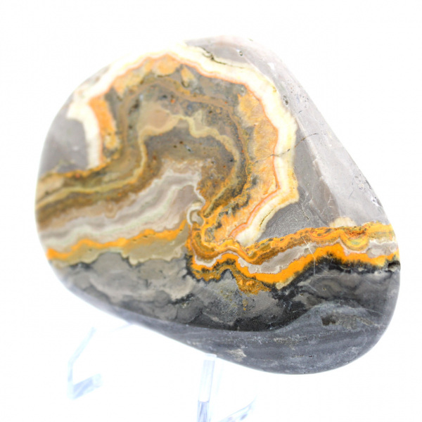Bumblebee Jasper